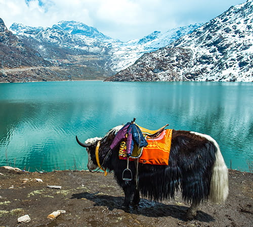 Romantic Honeymoon in Sikkim