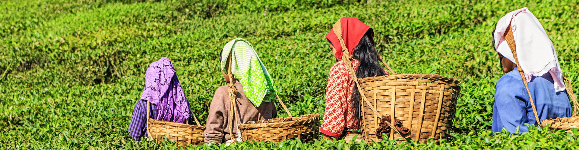 Beautiful Darjeeling Tour