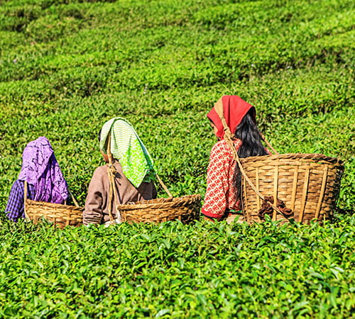 Beautiful Darjeeling Tour