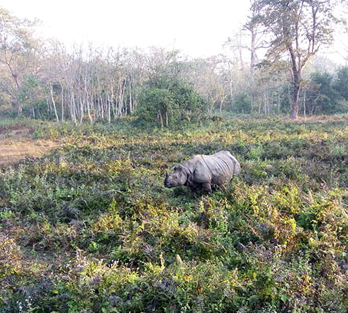 Buxa, Jaldapara Gorumara Special
