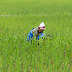 Culture of Arunachal Pradesh